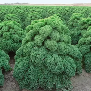 Капуста листовая ОЛДЕНБОР