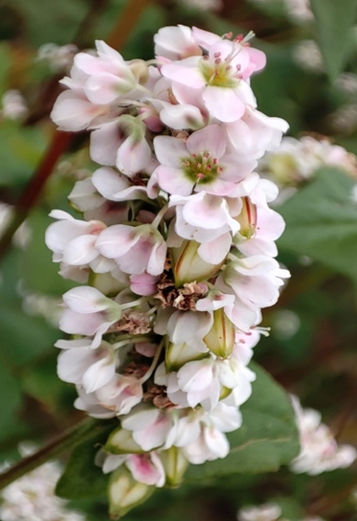 Гречиха посевная ОМЕГА®