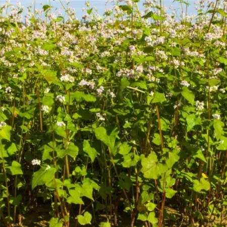 Гречиха посевная ОМЕГА®