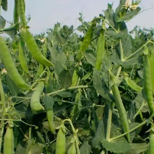 Горох овощной ОМЕГА