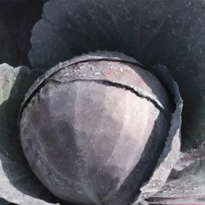 Капуста краснокочанная ОМЕРО
