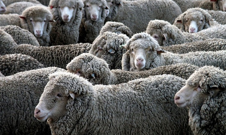 Овцеводство - перспективное направление развития фермерства в Витебской области