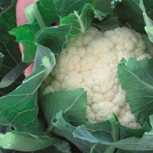 Капуста цветная ОВИЕДО