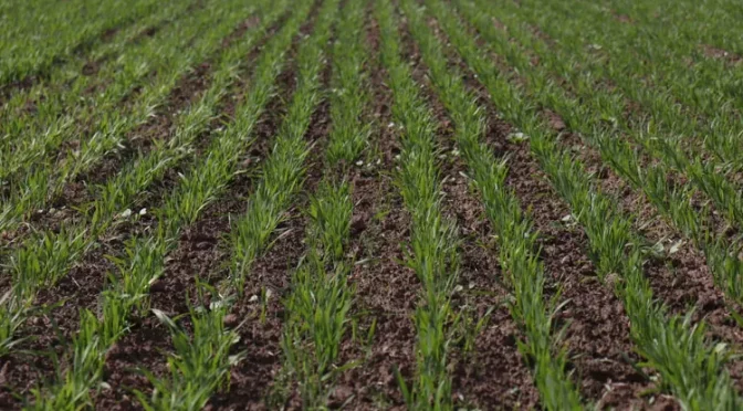 Защита озимых зерновых культур от болезней в весенний период