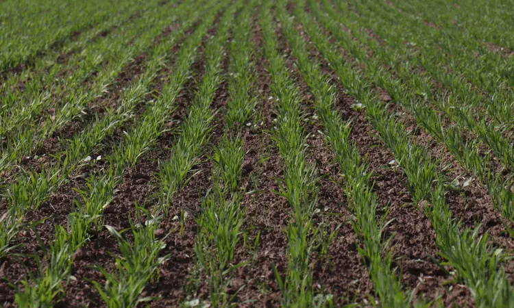 Озимые зерновые