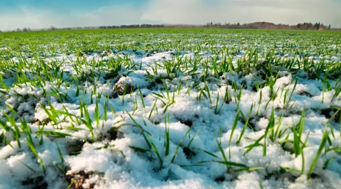 Применение средств защиты растений в условиях низких температур