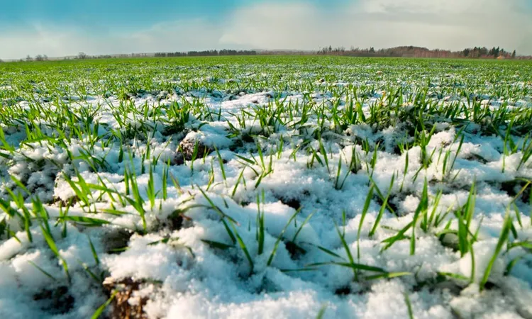 Озимые под снегом