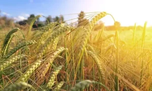 Озимый ячмень