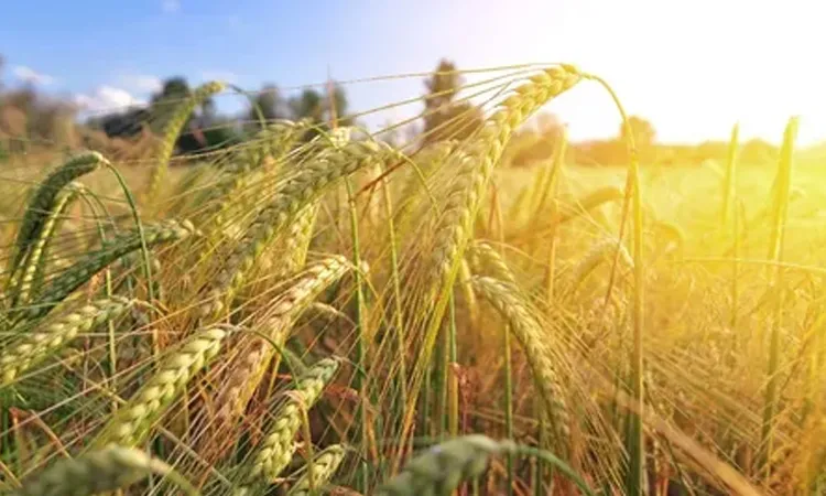 Озимый ячмень