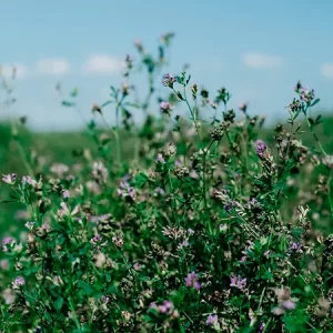 Люцерна посевная ПАОЛА