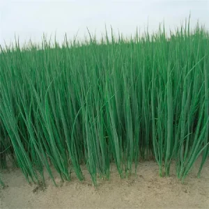 Лук батун ПАРАДЕ