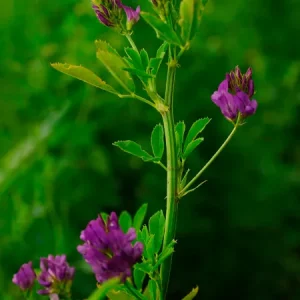 Люцерна посевная ПЛАНЕТ