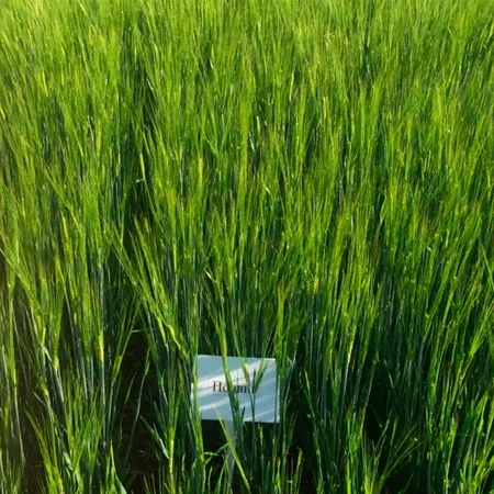 Ячмень яровой ПОДВИГ