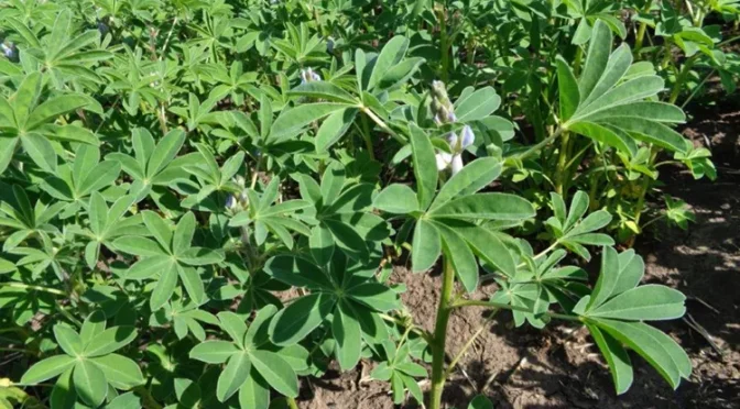 Защита люпина от сорных растений