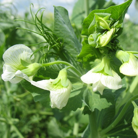 Горох посевной ПРЕЗЕНТ®