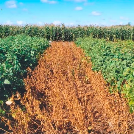 Сорт сои Припять