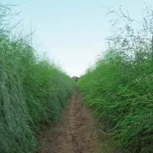 Спаржа ПРИУС