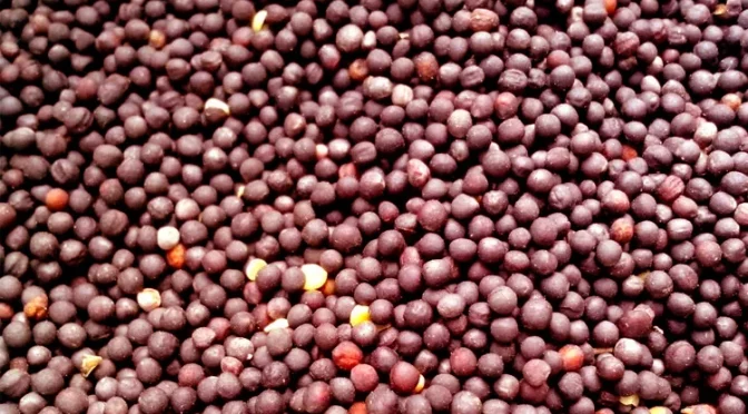 Предпосевная подготовка семян ярового рапса