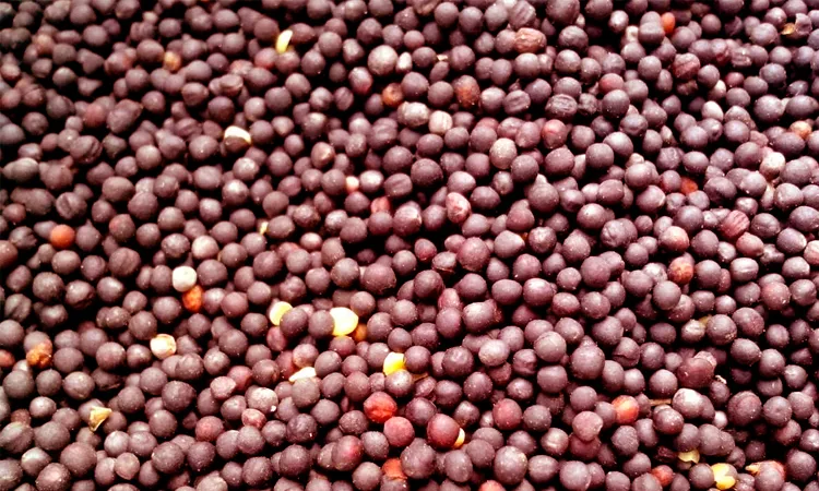 Предпосевная обработка рапса 2026