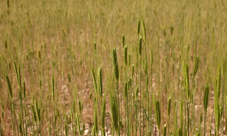 Пшеница однозернянка