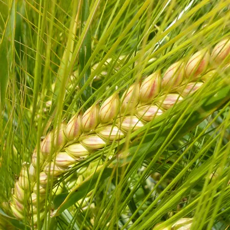 Ячмень яровой РАННЕР