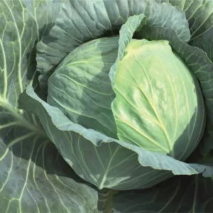Капуста белокочанная РЕПОРТ
