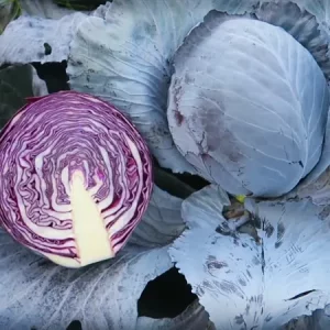 Капуста краснокочанная РЕСКЬЮ