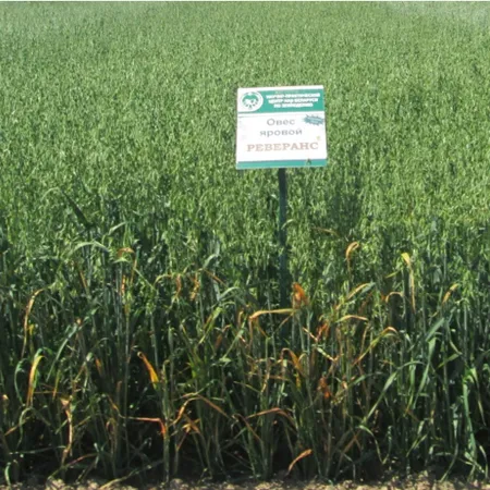 Овес яровой РЕВЕРАНС®