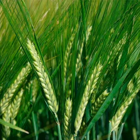 Ячмень яровой РИДЕР