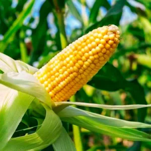 Кукуруза РИКАРДИНИО