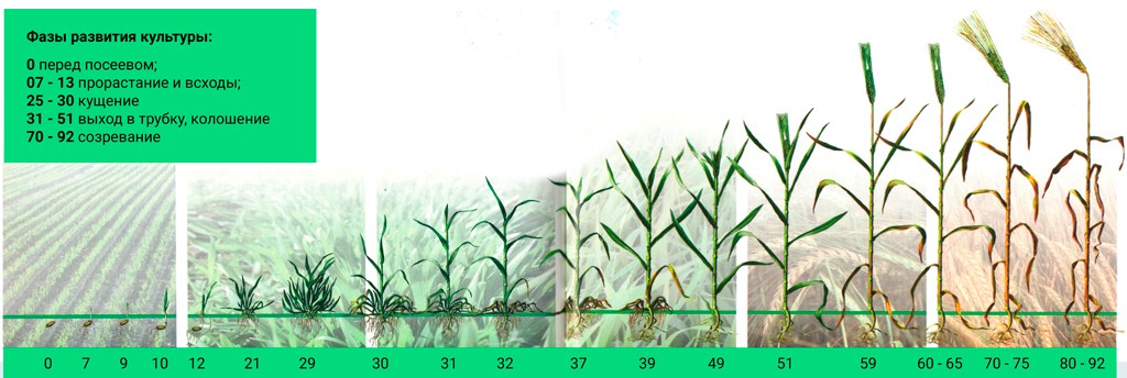 За сколько дней пшеница. Фазы вегетации озимой пшеницы. Фаза кущения Яровой пшеницы. Фазы развития Яровой пшеницы. Фазы развития ячменя ярового.