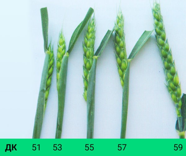 Фазы развития озимой пшеницы по дням фото и описание