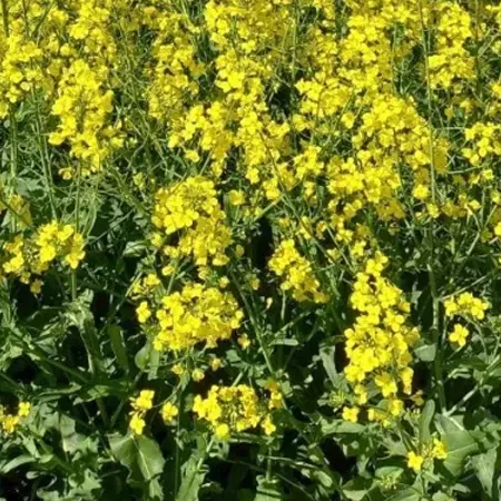 Рапс озимый РОДНИК