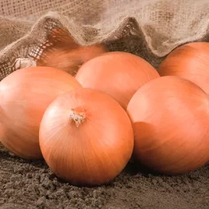 Лук репчатый РОХАЙД