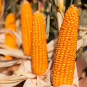 Кукуруза РОНАЛДИНИО