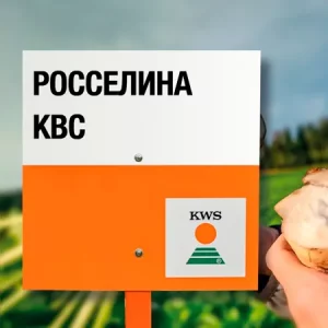 Свекла сахарная РОССЕЛИНА КВС