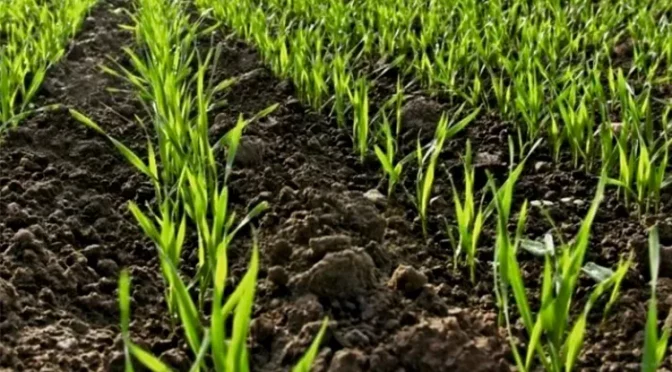 Рекомендации по прополке яровых зерновых культур