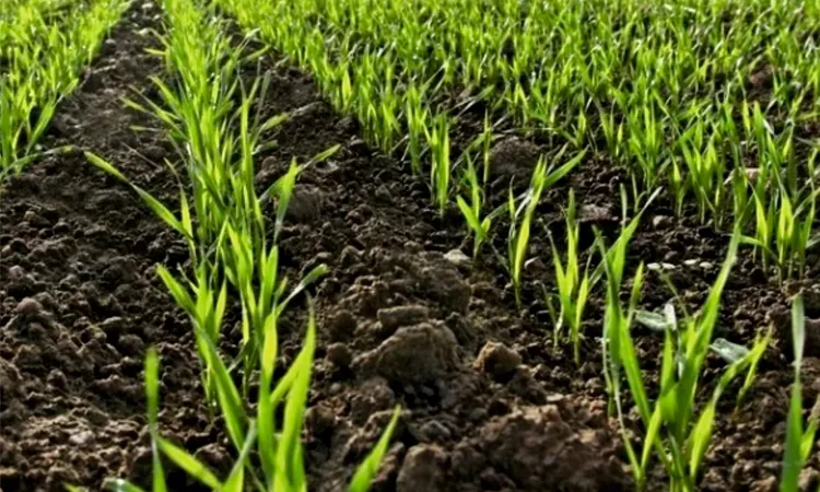 Ростки пшеницы в поле