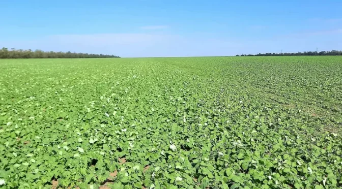 Весенняя росторегуляция озимого рапса