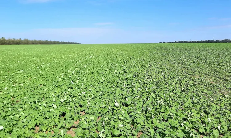 Озимый рапс весной