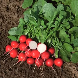 Редис РОВЕР