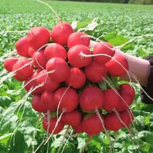 Редис РОЗЕТТА
