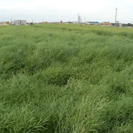 Рапс яровой РУБИН F1