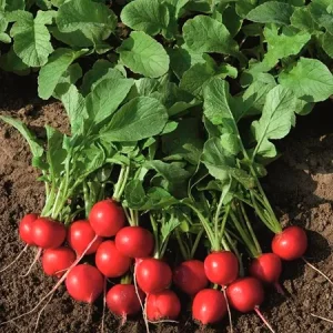 Редис РУДОЛЬФ