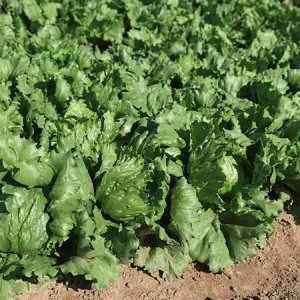 Салат кочанный РУМОРС