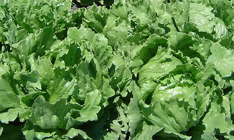 Салат латук