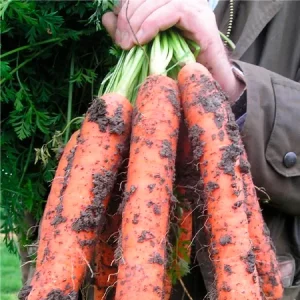 Морковь столовая САМСОН