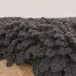 Капуста листовая САНБОР