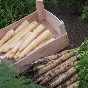 Морковь столовая УАЙТ САТИН