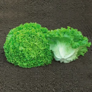 Салат листовой СЕМЕНТЕЛЬ